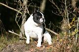 BOULEDOGUE FRANCAIS 1249
